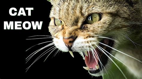 meowing sound effect free download